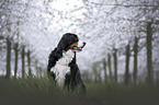 female Bernese Mountain Dog