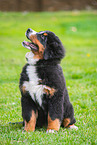 Bernese Mountain Dog Puppy