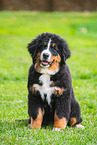 Bernese Mountain Dog Puppy