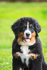 Bernese Mountain Dog Puppy