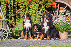 Bernese Mountain Dogs