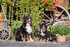 Bernese Mountain Dogs