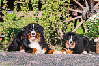 Bernese Mountain Dogs