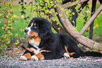 Bernese Mountain Dog Puppy