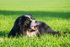 Bernese Mountain Dog mit degenerative myelopathy