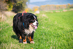 Bernese Mountain Dog mit degenerative myelopathy