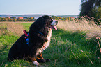 Bernese Mountain Dog mit degenerative myelopathy