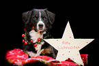 Bernese Mountain Dog in studio