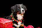 Bernese Mountain Dog in studio