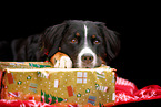 Bernese Mountain Dog in studio