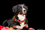 Bernese Mountain Dog in studio