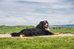 Bernese Mountain Dog