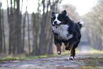 Bernese Mountain Dog