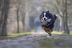 Bernese Mountain Dog