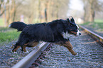 Bernese Mountain Dog