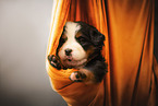 Bernese Mountain Dog Puppy