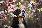 Bernese Mountain Dog