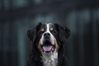 Bernese Mountain Dog