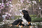 Bernese Mountain Dog