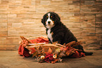 Bernese Mountain Dog Puppy