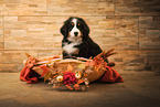 Bernese Mountain Dog Puppy