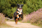 Bernese Mountain Dog