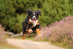 Bernese Mountain Dog