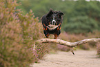 Bernese Mountain Dog