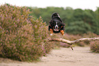 Bernese Mountain Dog