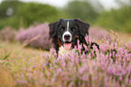 Bernese Mountain Dog