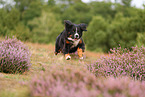 Bernese Mountain Dog