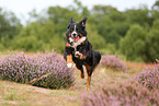 Bernese Mountain Dog