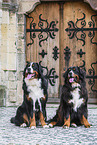 Bernese Mountain Dogs