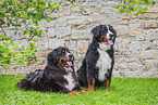 Bernese Mountain Dogs