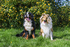 Bernese Mountain Dog and Collie