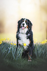 Bernese Mountain Dog