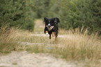 Bernese Mountain Dog
