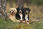 Bernese Mountain Dog