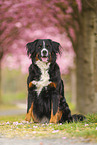 Bernese Mountain Dog