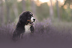 Bernese Mountain Dog
