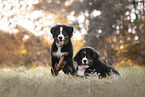 Bernese Mountain Dog