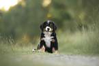 Bernese Mountain Dog