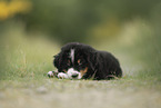 Bernese Mountain Dog