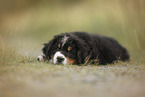 Bernese Mountain Dog