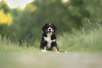 Bernese Mountain Dog