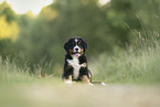 Bernese Mountain Dog