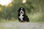Bernese Mountain Dog