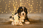 Bernese Mountain Dog