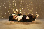 Bernese Mountain Dog