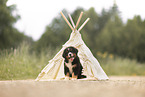 Bernese Mountain Dog